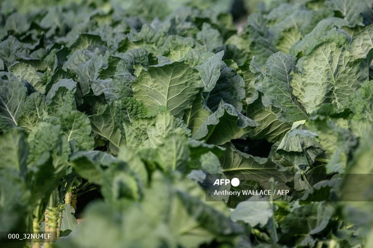 Chất xơ từ rau củ luôn đem lại lợi ích cho người giảm cân. Ảnh: AFP