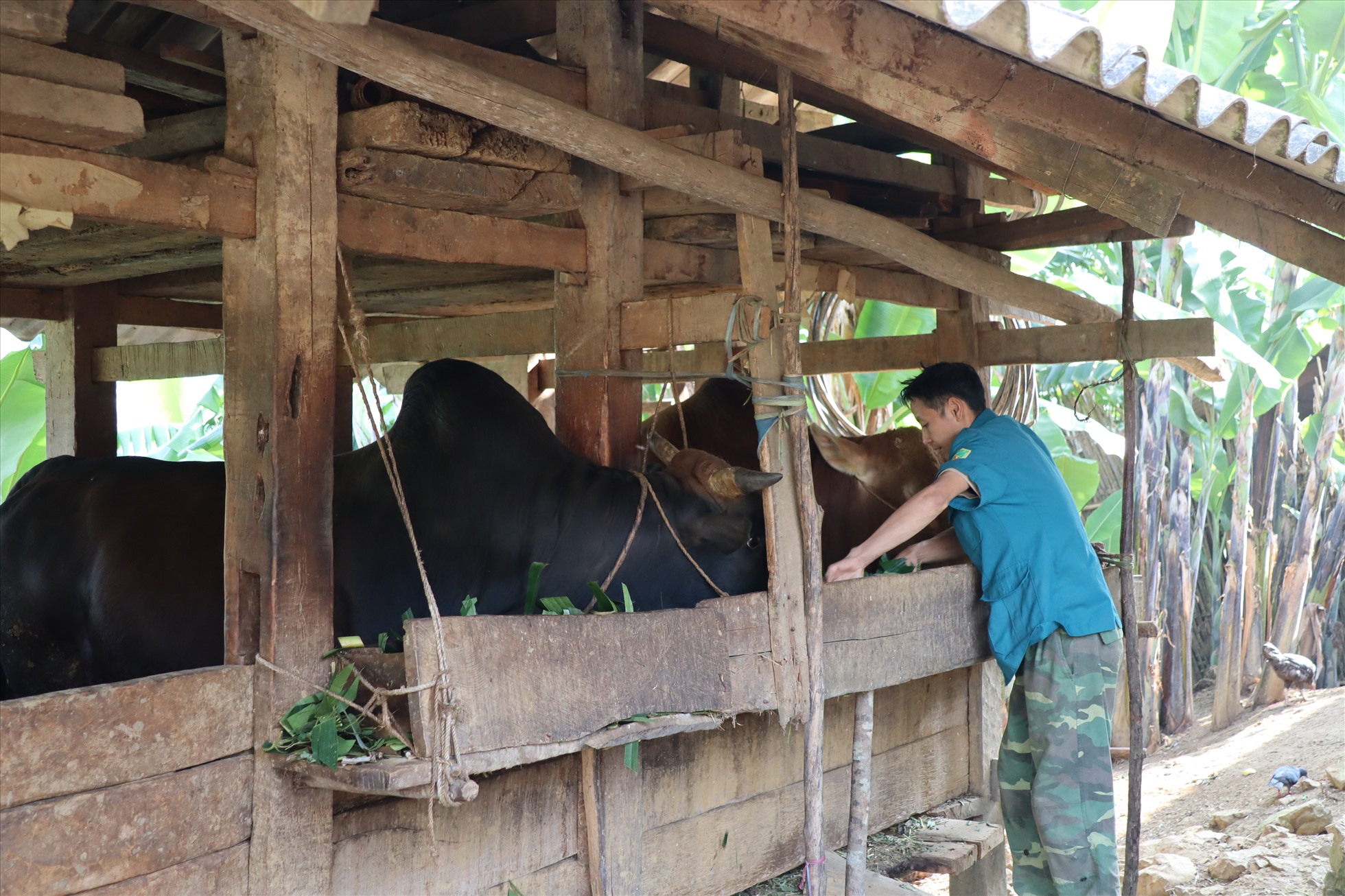 Con bò, cây ngô là 2 sản phẩm nông nghiệp chính của bản Lũng Mần.