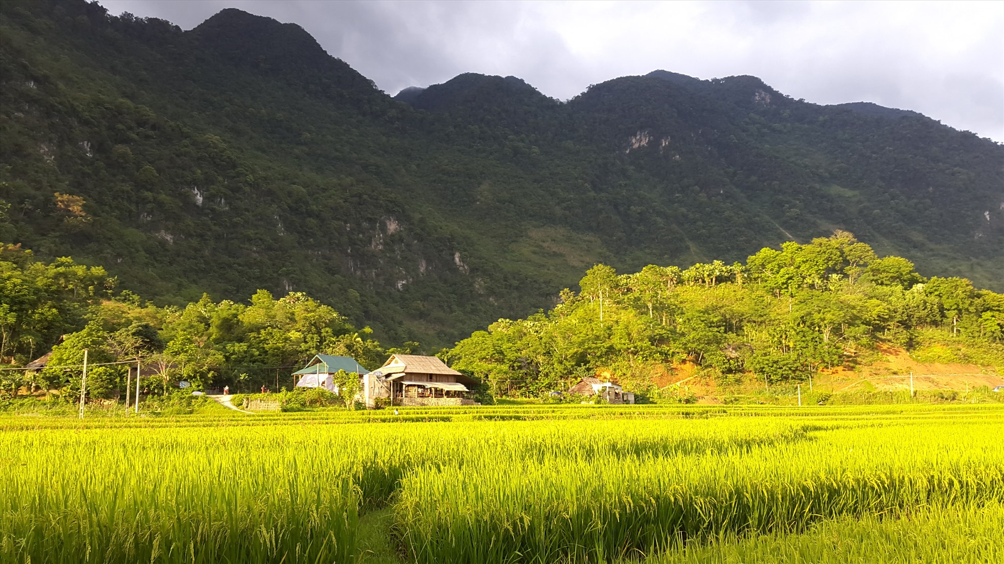 Vào mùa lúa, thung lũng bản Nủa với con suối cùng tên vàng rực dưới nắng.