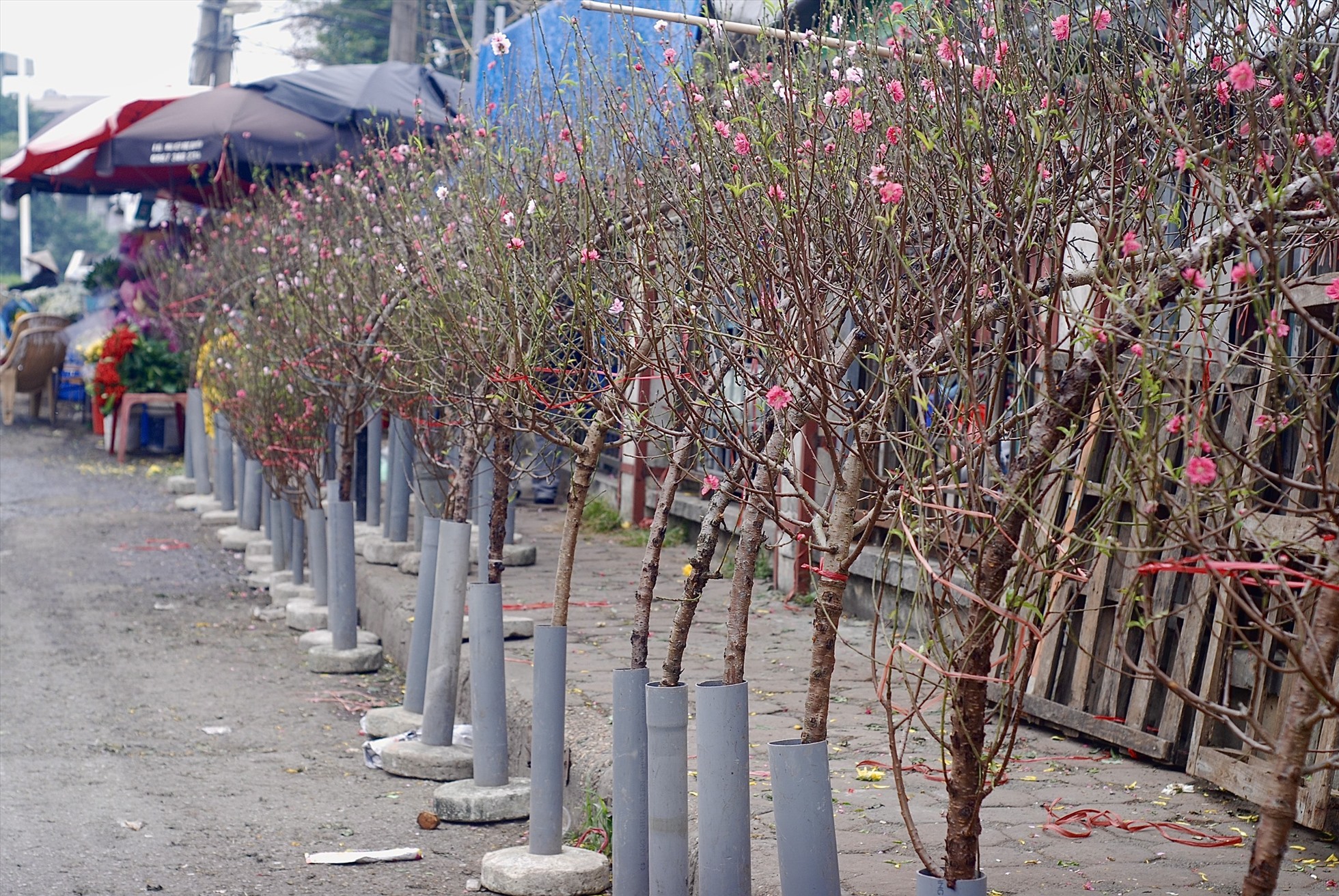 Những bông đào bích Nhật Tân nở rộ kheo sắc thắm. Ảnh: Phương Trang