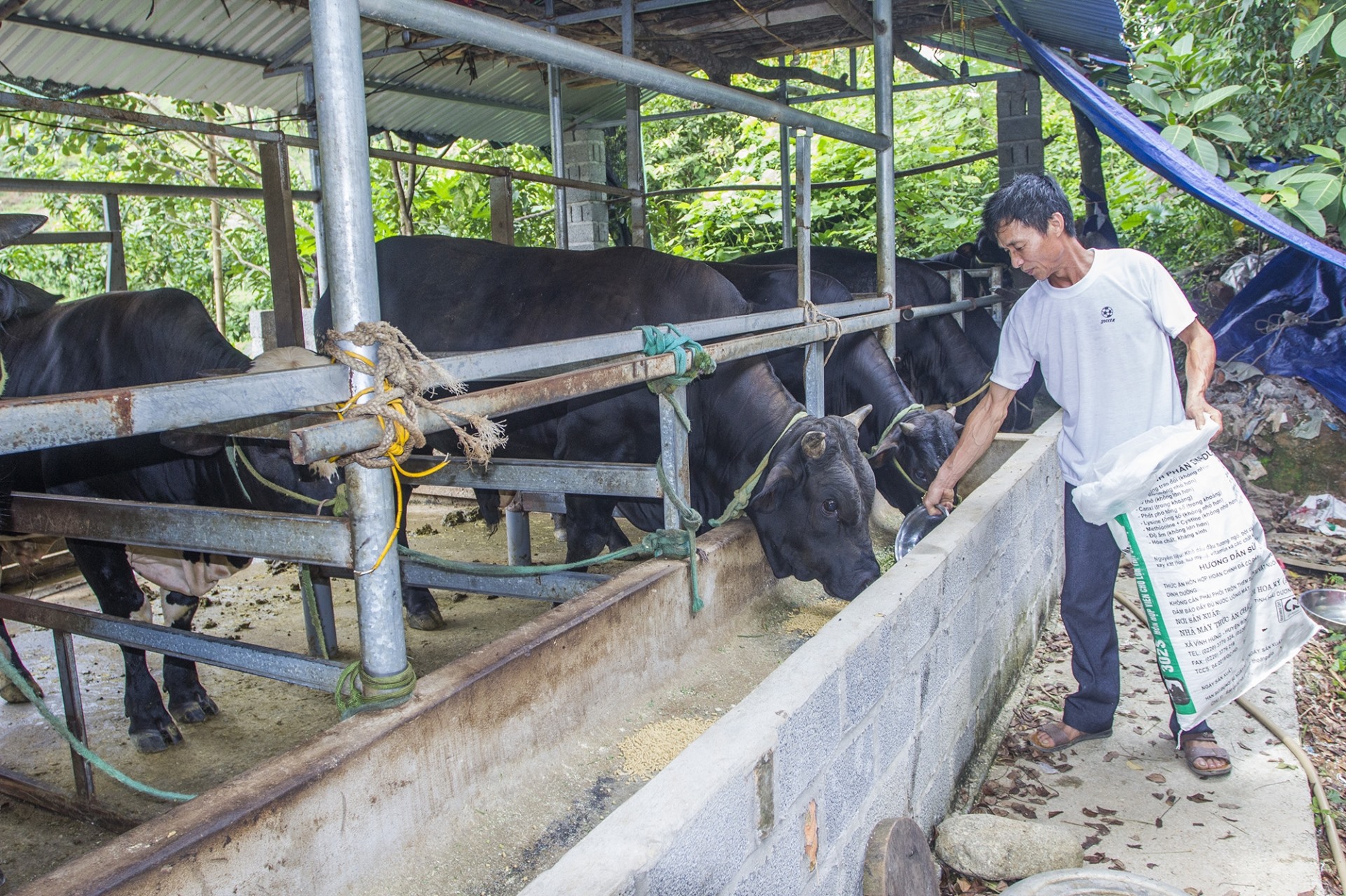 Được vay 50 triệu đồng từ chương trình cho vay giải quyết việc làm của NHCSXH, ông Hoàng Văn Thế ở xóm Thành Tiến, xã Tràng Xá, đầu tư nuôi bò thịt và đến nay có thu nhập 150 triệu đồng/năm. Ảnh: báo Thái Nguyên