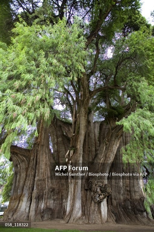 Những cây cổ thụ có thể bảo tồn sự đa dạng di truyền, giúp các khu rừng phát triển trong hàng nghìn năm. Ảnh: AFP