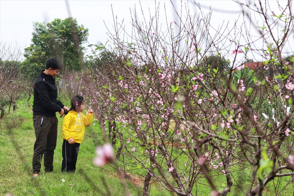 Từ lâu, đào phai là cây kinh tế chủ lực, mang lại nguồn thu nhập ổn định cho nhiều hộ gia đình ở xã Xuân Du. Ảnh: Lan Nhi