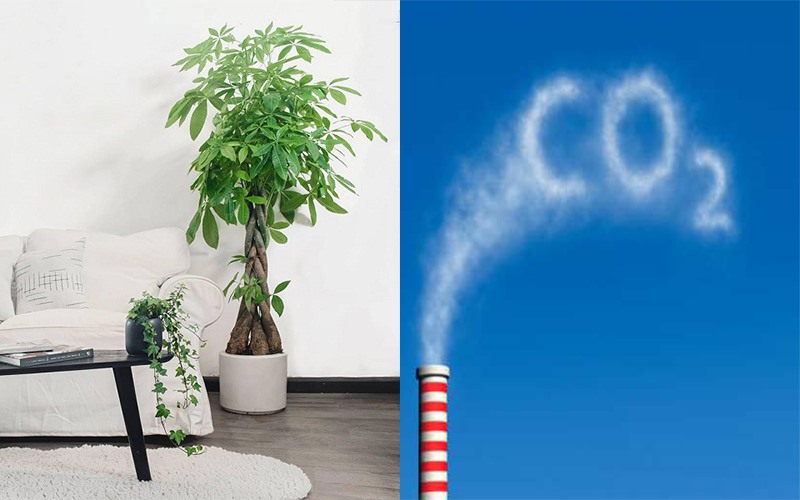 Lọc các chất gây ô nhiễm không khí: Trồng cây trong nhà là một cách rất tốt để loại bỏ các chất ô nhiễm không khí. Cây đóng vai trò như chiếc máy giúp lọc bụi bẩn từ môi trường qua đó giúp không khí trong lành hơn.