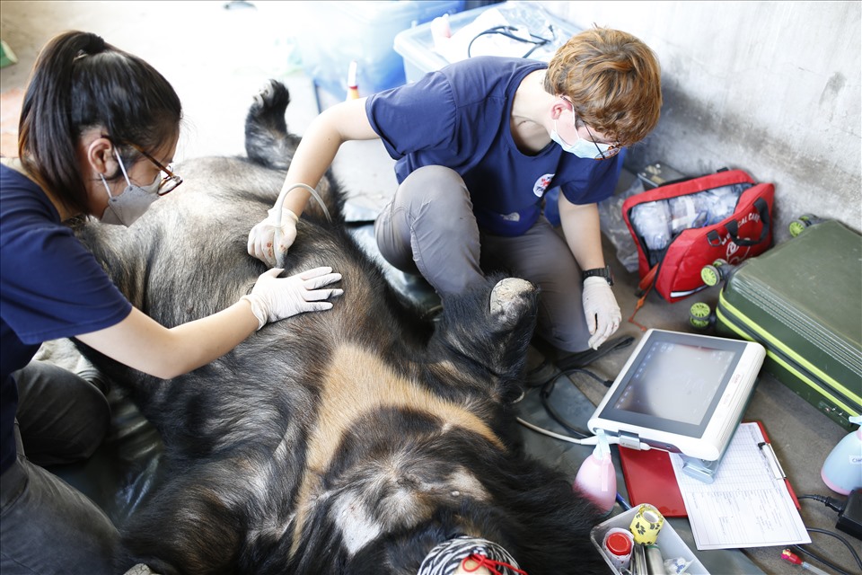 Cá thể gấu được kiểm tra sức khỏe tại chỗ.
