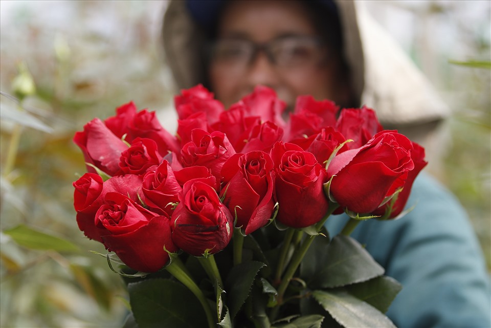 Hoa hồng là món quà không thể thiếu trong ngày Valentine. Ảnh minh họa. Ảnh: AFP