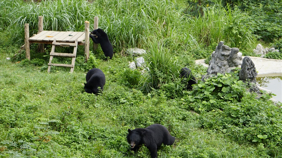 Tại Cở sở bảo tồn gấu Ninh Bình, gấu được chăm sóc và sống trong môi trường bán hoang dã. Ảnh: FOUR PAWS