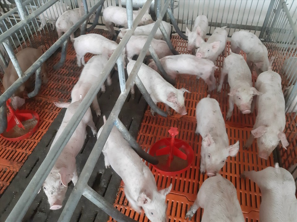 Sau khi điều chỉnh giá thức ăn chăn nuôi, mỗi con lợn sẽ “cõng thêm” 75.000 đồng tiền thức ăn. Ảnh minh họa: Vũ Long