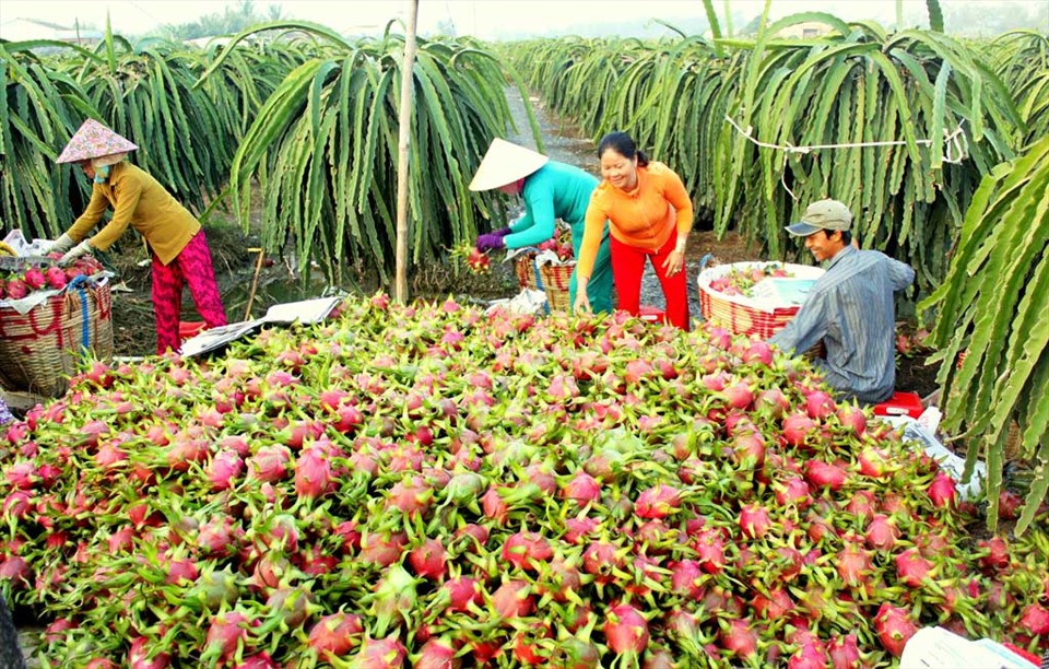 Ngành chức năng tỉnh Long An đang tích cực tìm giải pháp giúp nông dân tiêu thụ thanh long ở thị trường nội địa. Ảnh: An Long