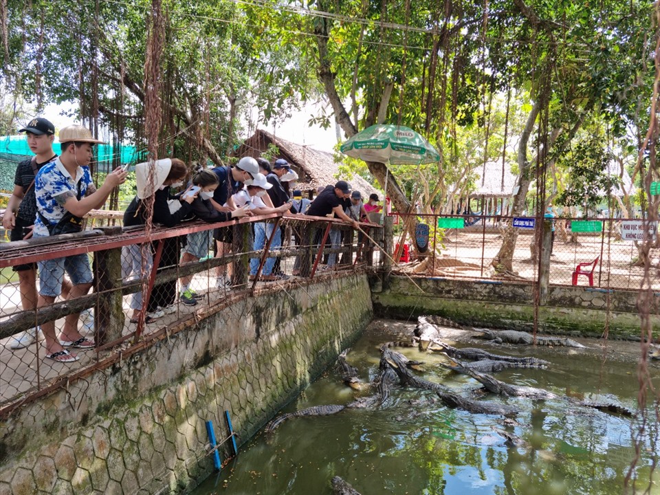 Du khách chơi trò câu cá sấu tại Khu du lịch Cồn Phụng  trực thuộc Văn phòng B - Nhà khách Tổng LĐLĐ Việt Nam. Ảnh: Nam Dương