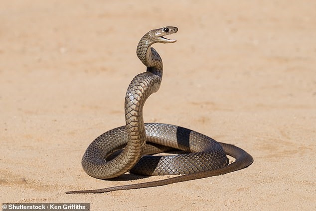 Nguồn gốc kinh ngạc của loài rắn nguy hiểm nhất Australia