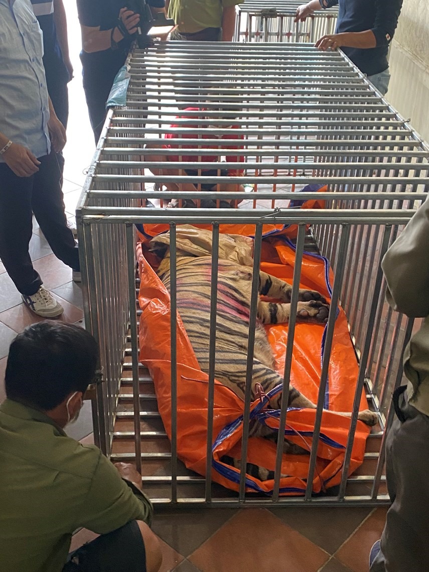 Cơ quan công an đột kích, giải cứu 17 cá thể hổ nặng mỗi con trên dưới 200kg tại xã Đô Thành (huyện Yên Thành, Nghệ An) bị người dân nuôi nhốt trái phép để bán cho người nấu cao. Ảnh: NP