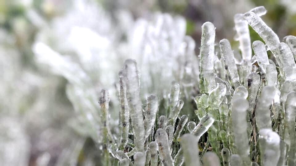 Tình trạng băng giá tại Phja Oắc xuất hiện từ đêm và rõ nét hơn vào rạng sáng nay, cây cỏ gần như trong tình trạng bị đóng băng.