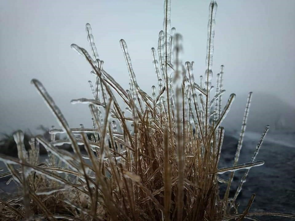 Theo chuyên gia, hiện tượng băng giá gây hại cho cây cỏ. Các gia đình có cây trồng nên chủ động tưới nước vào sáng sớm để làm tan băng, giảm tác động của hiện tượng này.
