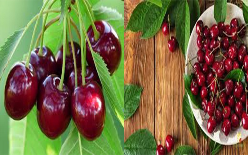 Quả cherry: Các nghiên cứu cho thấy ăn cherry có thể làm giảm nguy cơ mắc bệnh tim. Cherry rất giàu chất dinh dưỡng và các hợp chất có tác dụng thúc đẩy sức khỏe tim mạch, như các chất chống oxy hóa, kali và polyphenol.