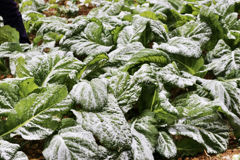 Cây rau sau khi bị đóng băng thường sẽ bị lũn và héo, gần như không thể thu hoạch. Ảnh: Minh Đức