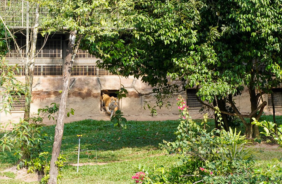 Hổ Bengal đực trưởng thành nặng từ 180–300kg, Hổ Bengal cái dài nặng khoảng 110–200kg. Để Giữ bản năng hoang dã, đàn hổ cũng được luyện tập việc nhảy trèo cây, săn mồi.
