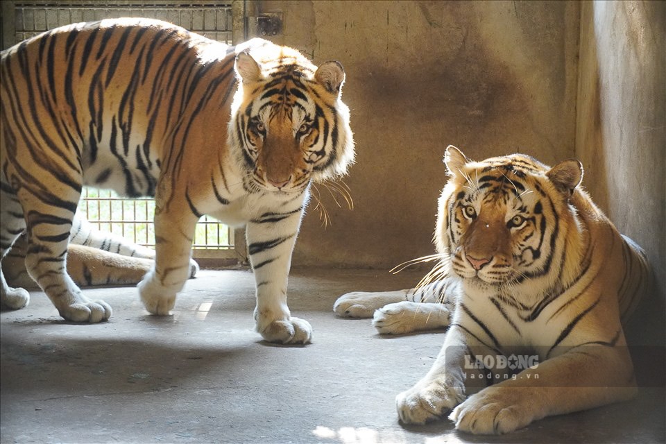 Bộ lông hổ Bengal thường có màu từ vàng nhạt đến màu cam, có sọc từ màu nâu sẫm đến đen. Những nhân viên chăm sóc ở đây đã đặt cho các chú hổ những cái tên đáng yêu để phân biệt.