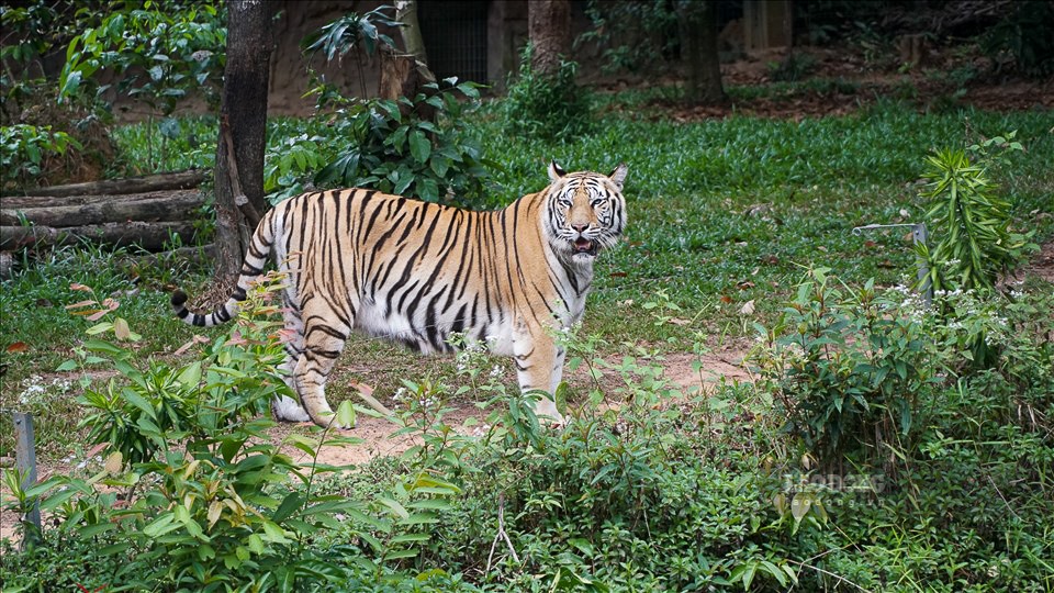 Hổ Bengal hay hổ hoàng gia Bengal là một phân loài hổ được tìm thấy nhiều nhất tại Bangladesh và Ấn Độ cũng như Nepal, Bhutan, Myanmar và miền nam Tây Tạng. Từ năm 2008, hổ Bengal đã được liệt kê là loài có nguy cơ tuyệt chủng trong Danh sách Đỏ IUCN.