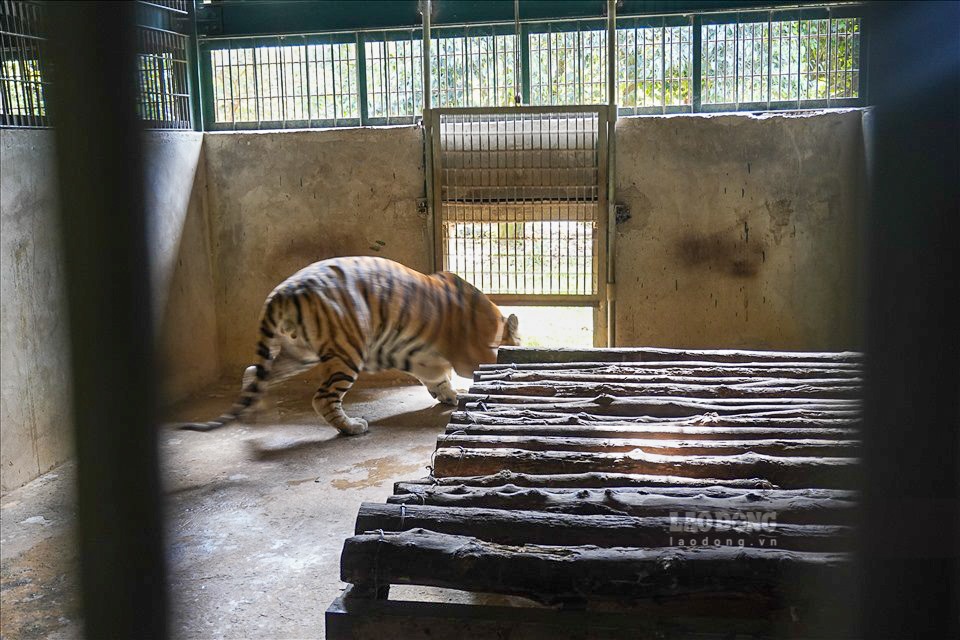 Khi tất cả mọi điều kiện đảm bảo thì hổ sẽ được thả ra sân chơi. Trong lúc này các nhân viên cũng quan sát thêm khoảng 10 phút để xem hổ có biểu hiện gì khác lạ hay không để kịp thời xử lý.