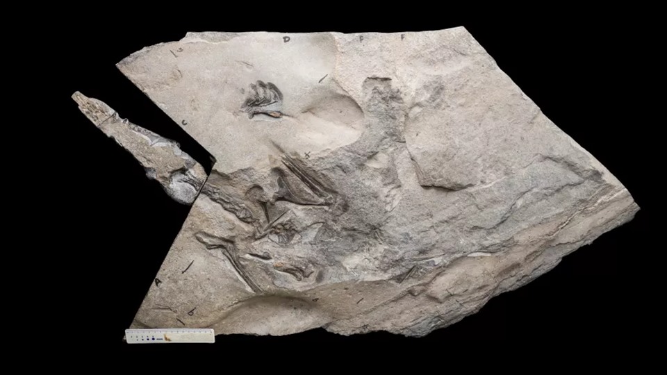 Loài khủng long kỷ Jura Dearc sgiathanach có đôi cánh dài và chiếc đuôi dài.(Tín dụng hình ảnh: Gregory Funston)
