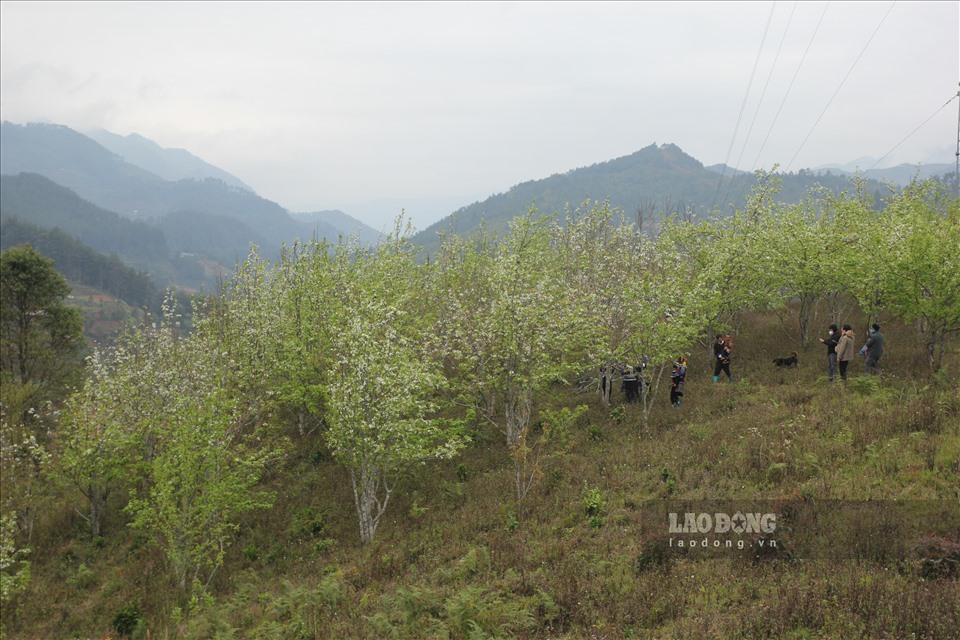 Từ tháng 2 đến tháng 4 âm lịch, trên những triền đồi của xã Púng Luông, huyện Mù Cang Chải được bao phủ bởi những cây lê nở hoa trắng muốt.