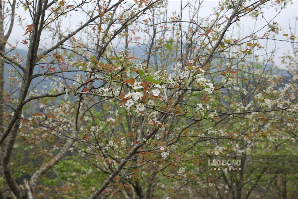 Đây là vùng đất đầu tiên tại Mù Cang Chải trồng lê với diện tích lên đến hàng chục hecta. Vì thế, mùa hoa lê có sức hút khó cưỡng với những ai háo hức tìm sắc xuân vùng cao.