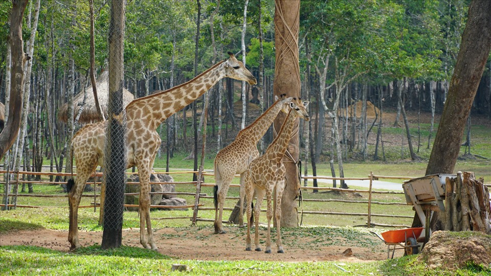 Du khách có thể tham quan cả 2 khu vực riêng biệt là: công viên động vật hoang dã (Safari park) và vườn thú mở (Open zoo).