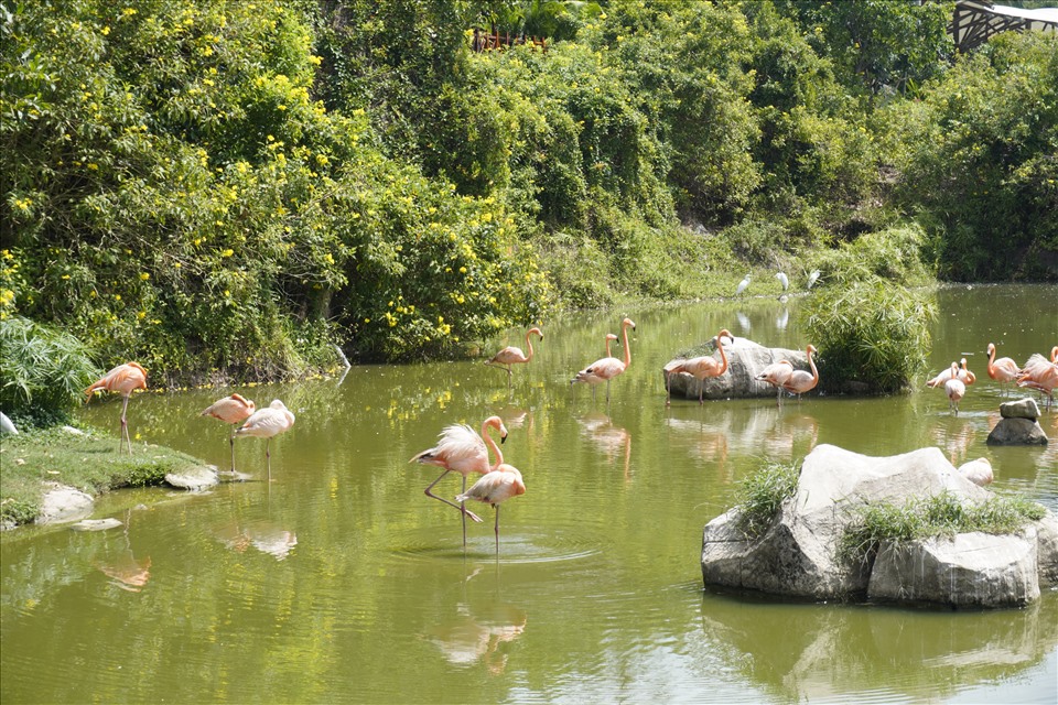 Vinpearl Safari Phú Quốc cũng trở thành vườn thú đầu tiên tại Việt Nam nhận chứng chỉ của Hiệp hội SEAZA trong công tác bảo tồn và cải thiện phúc trạng động vật. Vườn thú được cộng đồng quốc tế ghi nhận hội tụ đầy đủ các điều kiện tự nhiên, cơ sở vật chất, điều kiện môi trường sống… để các loài thú hoang dã có thể bảo tồn và sinh sản nhằm nhân giống, tạo đàn.