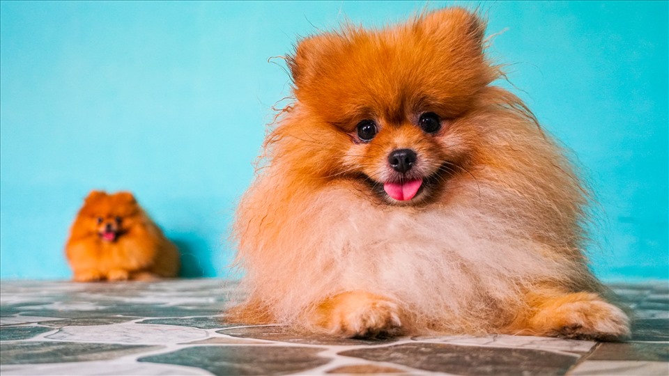 Chó Pom: Với bộ lông dày và màu sắc nổi bật, chó Pom là một trong những giống chó được yêu thích nhất trên thế giới. Hãy nhấn vào ảnh để khám phá vẻ đẹp và sự đáng yêu của chó Pom và tìm hiểu thêm về giống chó này.