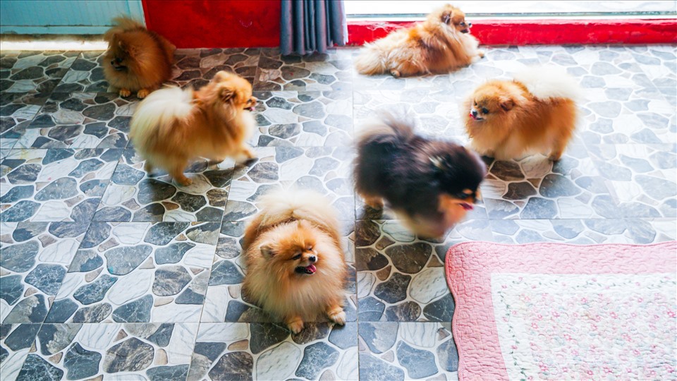 Xuất phát từ tình thương thú cưng đặc biệt là chó, ban đầu anh Nguyễn Hoàng Khang chỉ mua hai con chó Pom về nuôi cho vui nhà, vui cửa. Qua quá trình chăm sóc cũng như tìm hiểu về thị trường chó cảnh, anh Khang mạo hiểm đầu tư nhập một số giống chó mới để thành lập trại chó như hiện nay.