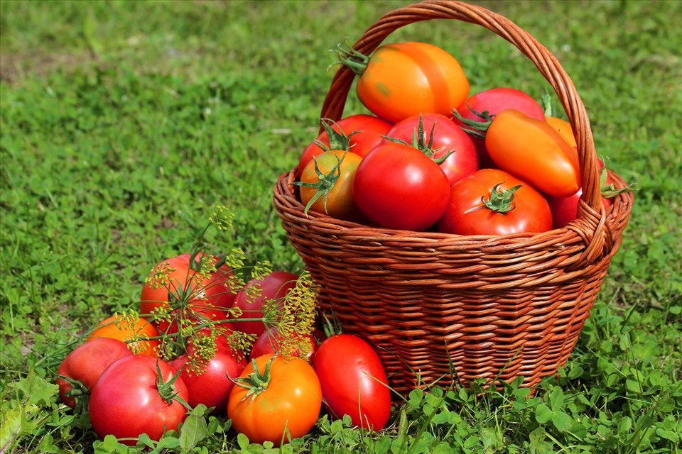 Cà chua là giải pháp “cứu cánh” cho tình trạng da nhăn và tổn thương do ánh nắng mặt trời (Ảnh: Camnang24h)