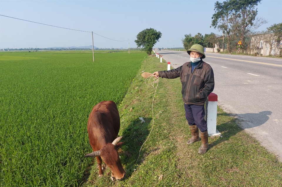 9 lô đất ở nông thôn tại xã Lâm Trung Thủy thu hồi đất lúa của dân được huyện Đức Thọ ra giá khởi điểm “trên trời” nên đấu giá bất thành. Ảnh: Trần Tuấn.