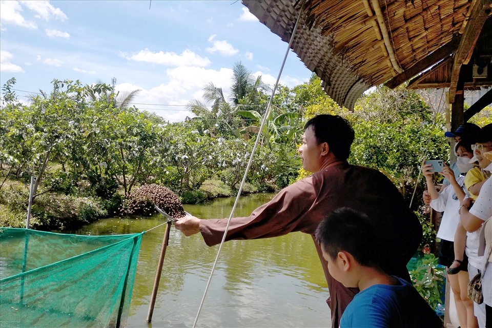 Anh Nguyễn Thành Tâm, chủ của loại hình “cá trê vượt cạn” tại KDL Cồn Sơn cho biết, để phục vụ nhu cầu thị hiếu của du khách trong và ngoài nước, anh đã quyết tâm nghiên cứu và huấn luyện đàn cá trê.