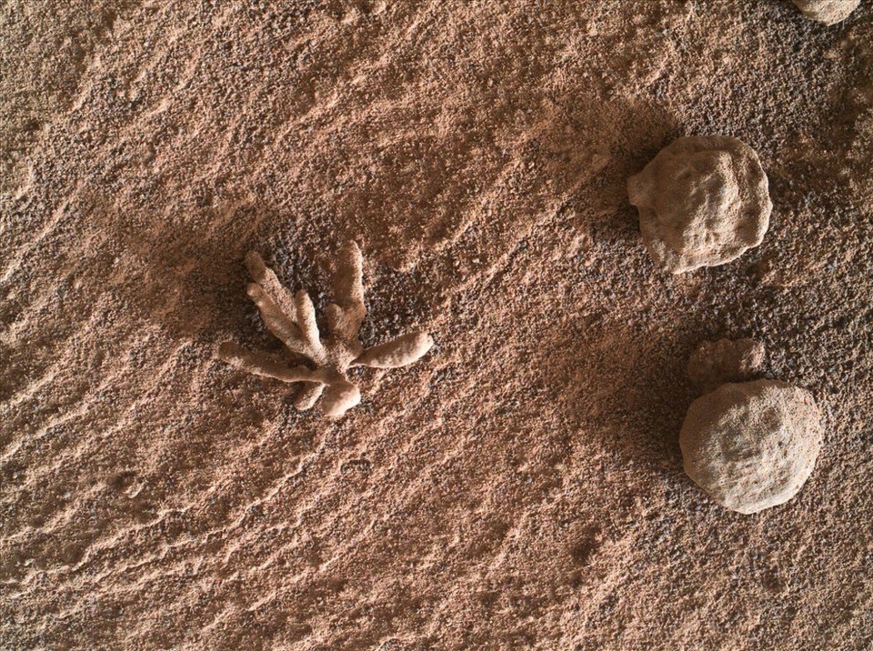 Tàu thám hiểm sao Hỏa Curiosity tìm thấy tuần trước được các nhà khoa học đặt tên là “Muối mận gai“. Ảnh: NASA