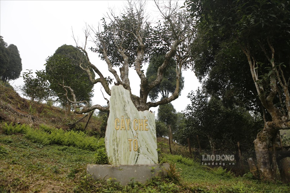 Đặc biệt, cây chè cổ nhất ở Suối Giàng đã có tuổi thọ trên 400 năm tuổi, được người dân gọi là cây chè tổ và được công nhận là cây di sản Việt Nam.