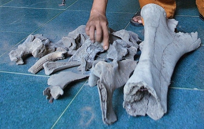 Cận cảnh những mảnh xương voi còn lưu giữ ở chùa Giồng Đá.