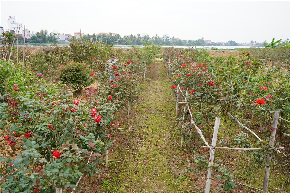 Ngắm trang trại hoa hồng hơn 10.000 m2 đẹp mê mẩn của nông dân Hải ...