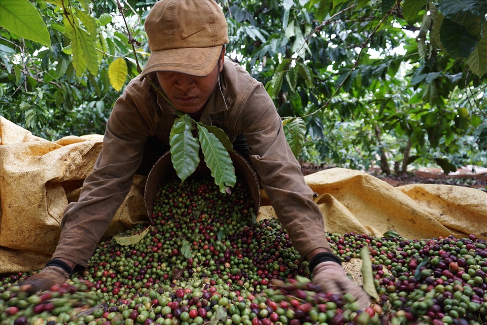 Giá trị hạt cà phê Việt có vị thế chưa xứng đáng trên thị trường thế giới. Ảnh T.T