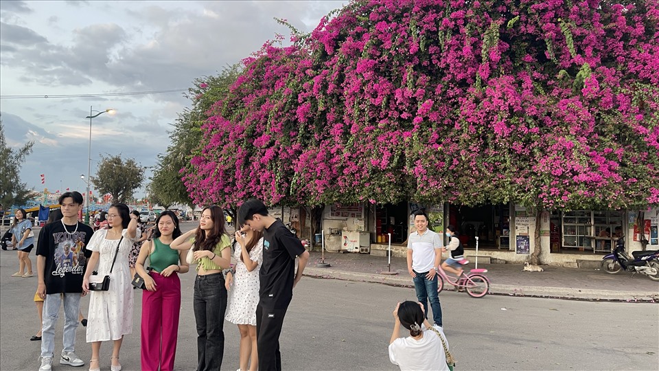 Du khách đến Phan Thiết thích thú check-in cây bông giấy khổng lồ. Ảnh: DT