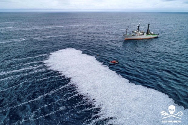 Bộ trưởng Pháp Annick Girardin mô tả hình ảnh về “thảm cá chết” là gây sốc. Ảnh: SEA SHEPHERD/AFP/Getty Images