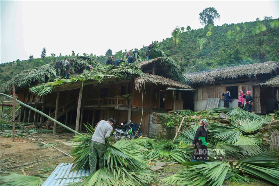một hộ gia đình dân tộc Tày ở xã Bản Liền, huyện Bắc Hà, phía tây bắc tỉnh Lào Cai, khi mà gia đình này quyết định lợp mới mái nhà bằng lá cọ truyền thống, không khí ở đây rộn ràng tiếng cười nói.