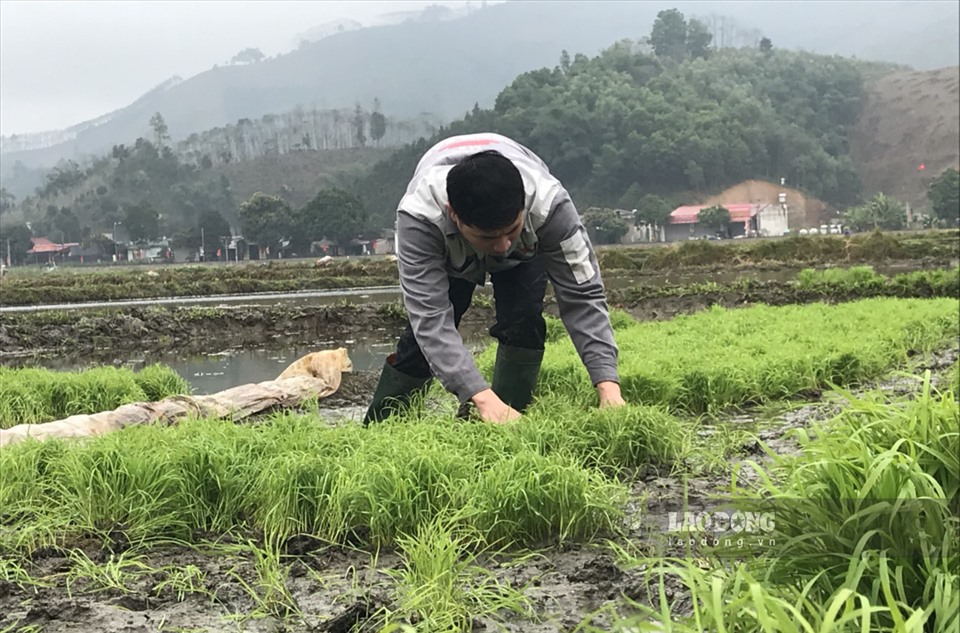 Sau những ngày nghỉ tết, không khí lao động sản xuất lại nhộn nhịp trên cánh đồng Sân Bay, thôn Trung Tâm, xã Đông Cuông, huyện Văn Yên.