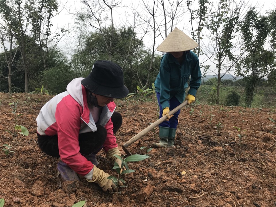 Nhờ được giải phỏng sức lao động, nhiều gia đình ngoài ruộng lúa, đã sớm bắt tay vào việc trồng quế, rau và các loại cây khác phục vụ kinh tế gia đình.