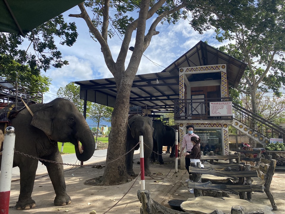 Dàn voi ở huyện Lắk xếp hàng chờ phục vụ khách du lịch. Ảnh: B.T