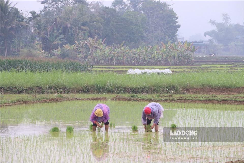 Bà Bùi Thị Thắm (người dân xã Yên Nghiệp) chia sẻ: ““Năm nay gia đình bà gieo cấy 8 sào ruộng, giống lúa được chọn là lúa lai. Bởi đây là các giống lúa chất lượng, năng suất cao, phù hợp với thổ nhưỡng. Năm nay thời tiết rét hơn, bà con nông dân đang tập trung ra đồng làm đất, lấy nước, chuẩn bị các điều kiện cần thiết để gieo cấy, đảm bảo trong khung lịch thời vụ tốt nhất”.