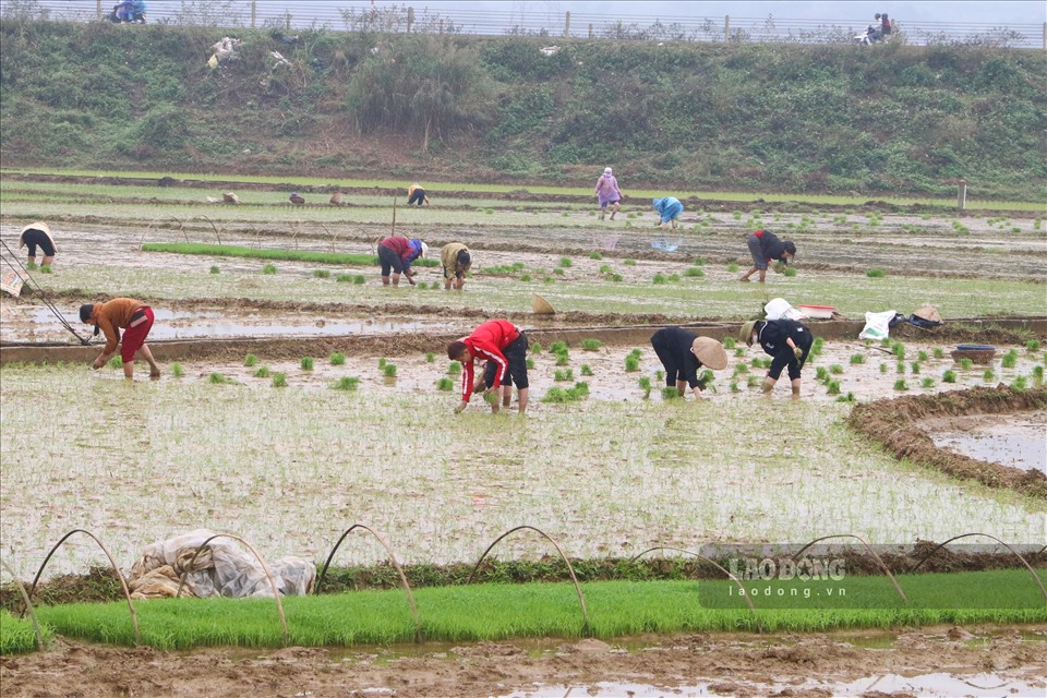 Ngày đầu năm mới, bà con nông dân huyện Lạc Sơn, tỉnh Hòa Bình đã tất bật với việc đồng áng, tập trung xuống đồng cày ruộng, cấy lúa trong không khí vui tươi, phấn khởi.