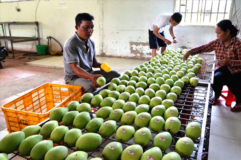 Xoài Cao Lãnh được dán tem, bao bọc xốp  trước khi đưa đến khách hàng. Ảnh: LT