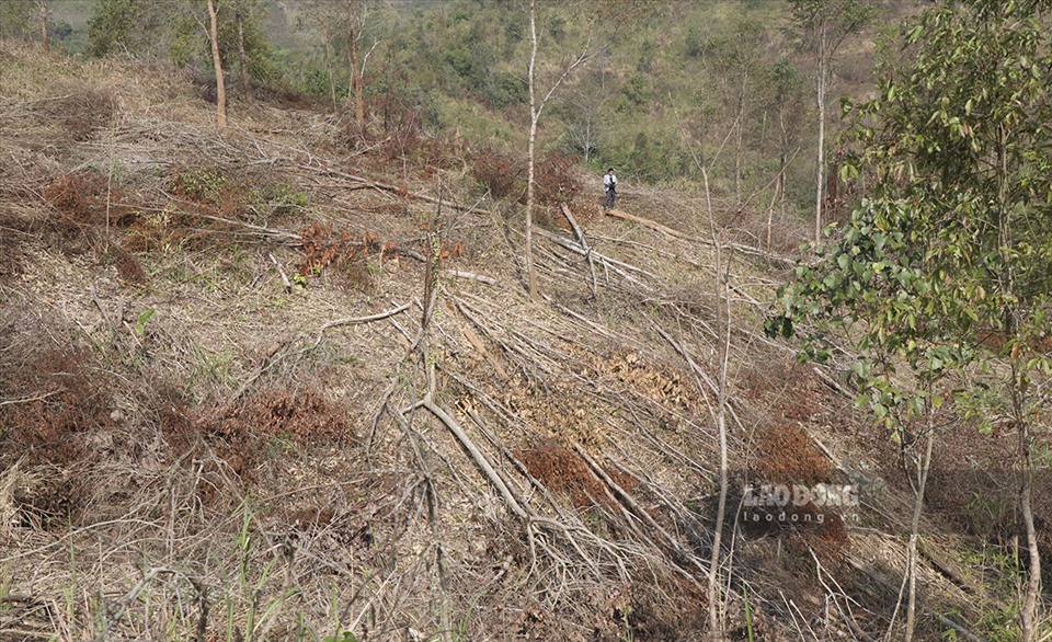 Theo ghi nhận của PV Báo Lao Động, tại hiện trường vẫn ngổn ngang những thân cây  từ 2 đến 3 năm tuổi bị chặt phá nằm la liệt trên một diện tích rộng lớn.