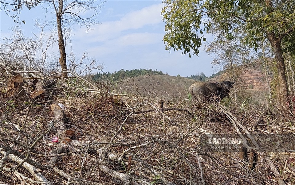 Trao đổi về sự việc trên, ông Vừ A Hừ - Phó Chủ tịch UBND xã Nà Nhạn, TP. Điện Biên Phủ cho biết, vụ phá rừng ở bản Nà Nọi 2 diễn ra từ cuối tháng 12.2021 và đầu tháng 1.2022. Đến ngày 7.2.2022 thì chính quyền và lực lượng kiểm lâm mới phát hiện.